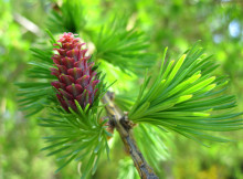 Dihydroquercetin - The Perfect Antioxidant