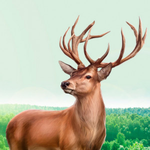 Altai maral